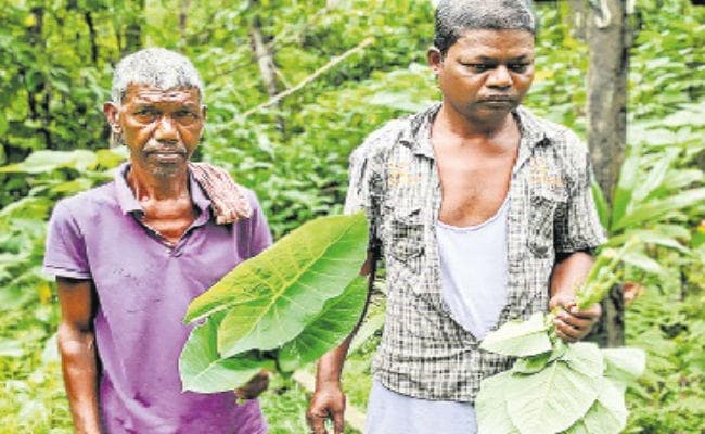 कच्चू साग खाकर दिन गुजार रहे बंद बागान के श्रमिक