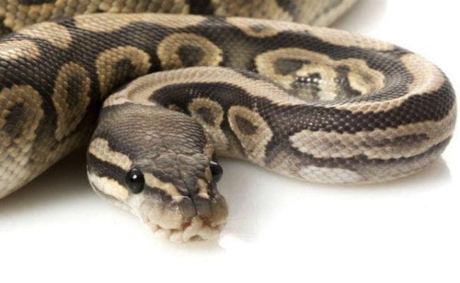 13 फीट का अजगर मिला