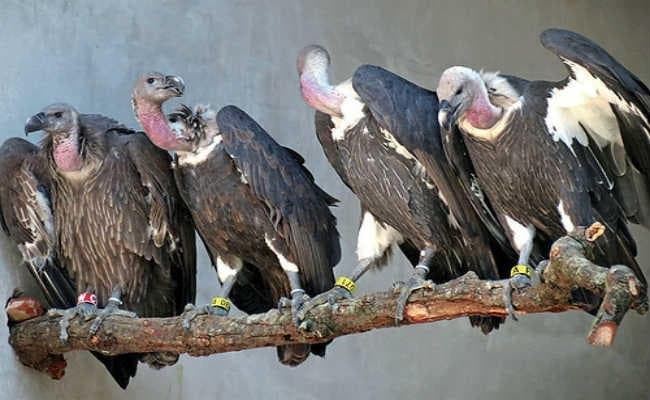 गिद्धों की घट रही संख्या से पर्यावरण संतुलन पर खतरा