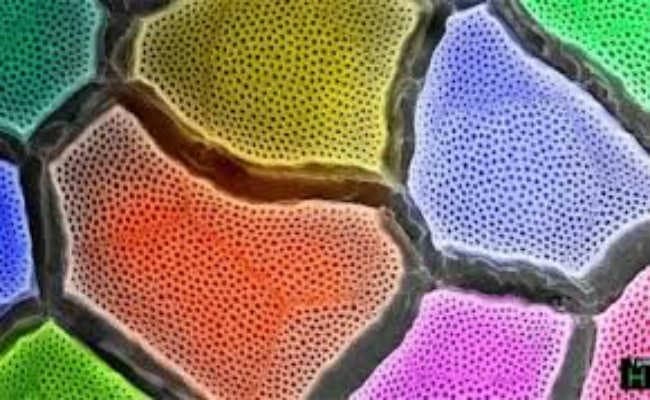 इंसानों के चमडे़ का भी बदलेगा रंग, कई रंगों में नजर आएंगे इंसान !