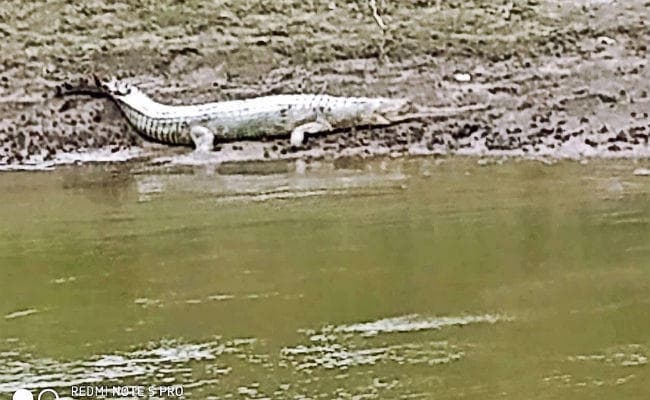 पश्चिमी चंपारण : बूढ़ी गंडक नदी के किनारे दिखा मगरमच्छ