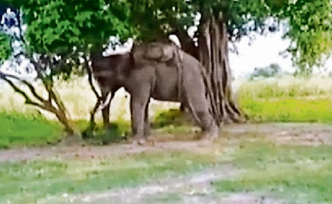 पूचं : सनके हाथी से जान बचा भागते समय बोलेरो के नीचे आया महावत, मौत