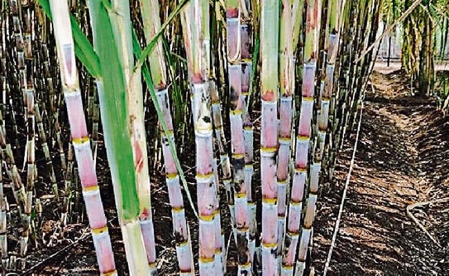 पटना : गन्ना किसानों का शूगर मिलों पर 673 करोड़ रुपये का बकाया