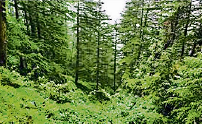 गया : टूरिस्ट स्‍पॉट बनेगा गौतम बुद्ध वाइल्ड लाइफ सेंचुरी