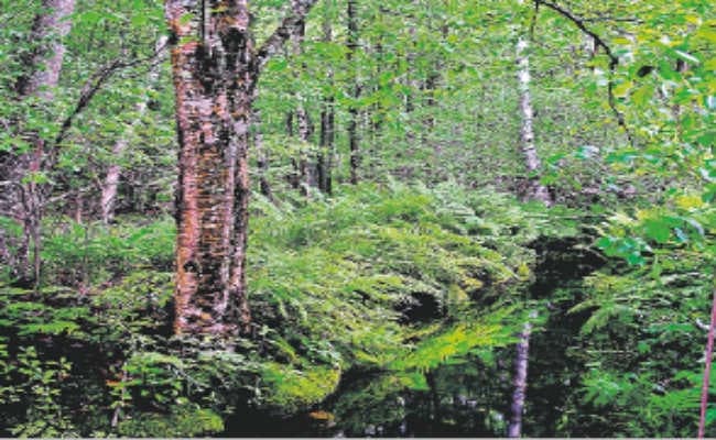 बाराचट्टी में एडवेंचर और जंगल सफारी के शौक होंगे पूरे, केंद्र सरकार की मंजूरी