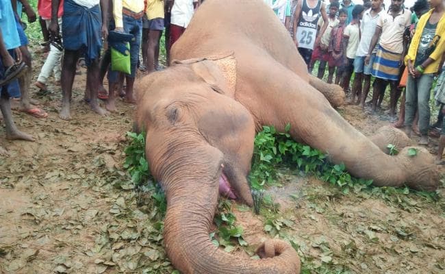 झारखंड में बिजली का करंट लगने से विशालकाय हाथी की मौत