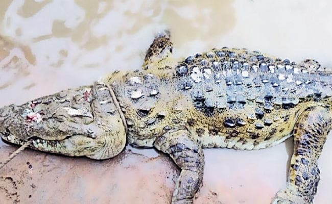 नदी से निकल जमीन पर आया मगरमच्छ बकरी और कुत्ते को बनाया अपना निवाला