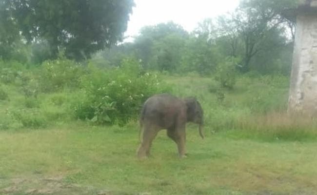 झारखंड : मां से बिछड़ा हाथी का बच्चा गांव में पहुंचा, तो सेल्फी लेने लगे लोग, फिर थोड़ी देर बाद...