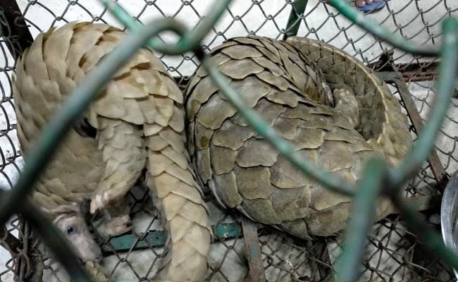 पश्चिम बंगाल : पेंगोलिन की तस्करी करने वाले गिरोह का भंडाफोड़, दो जिंदा पेंगोलिन के साथ छह तस्कर गिरफ्तार
