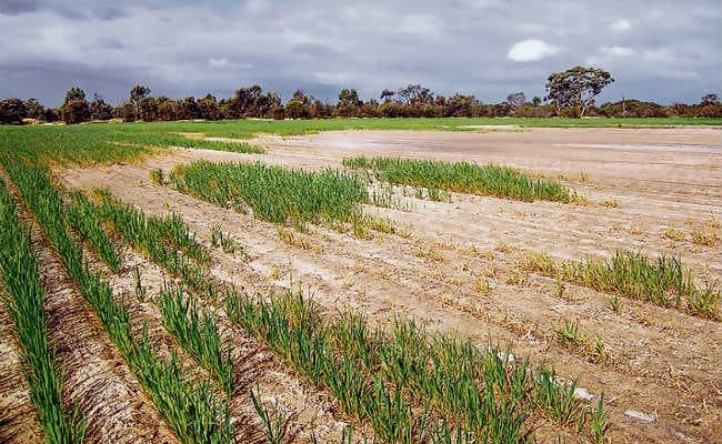 पटना, मगध व मुंगेर प्रमंडल के जिलों में सूखे की आहट, बिगड़े हैं हालात
