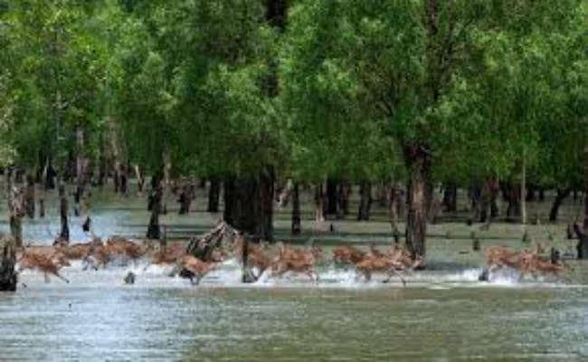 सुंदरवन में डूबने से तीन वर्षों में 504 शिशुओं की मौत