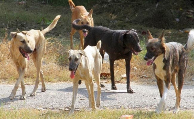 महाराष्ट्र: बुलढाणा के जंगल में मरे मिले 100 से ज्यादा कुत्ते, रस्सियों से बंधा था सबका मुंह और पैर