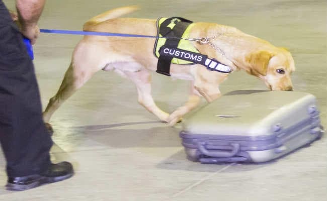 बम के संदेह में खोजी कुत्तों से सुंघवाया, मिला डॉक्टर का बैग