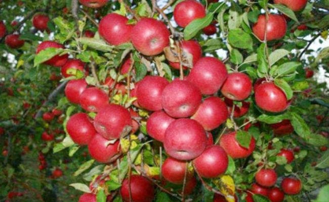 जम्मू-कश्मीर का सेब खुद खरीदेगी सरकार, सीधे किसानों के खातों में क्रेडिट होगी रकम