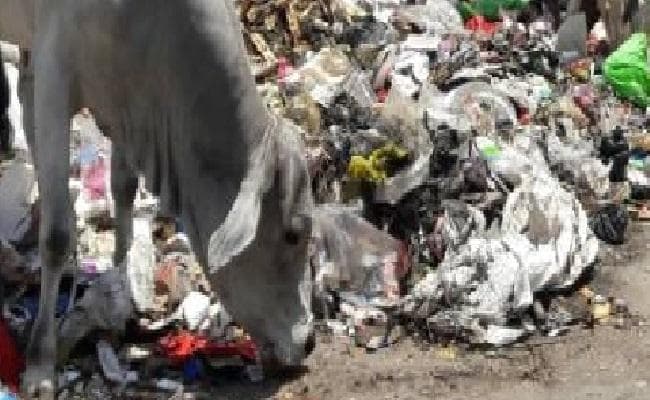प्लास्टिक के कारण हो रही है पशुओं की मौत, सरकार गंभीर