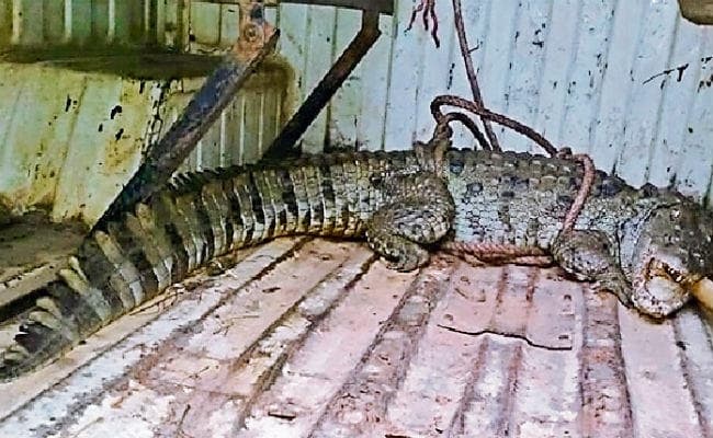 कैमूर : मछुआरे के जाल में फंसा मगरमच्छ