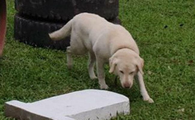 ''डच'' की मौत से दुखी है आर्मी ईस्टर्न कमांड, चंद मिनटों में सूंघकर बता देता था IED का पता, सैनिकों ने दी सलामी