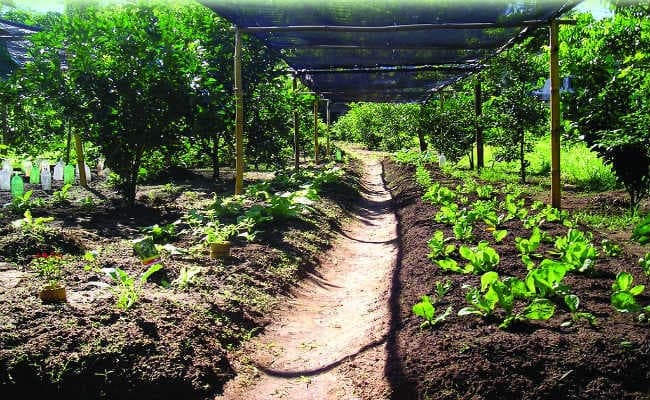 जैविक खेती के लिए 30 हजार प्रति हेक्टेयर मिलेगा अनुदान, कैबिनेट की बैठक में 15 प्रस्तावों को दी गयी स्वीकृति