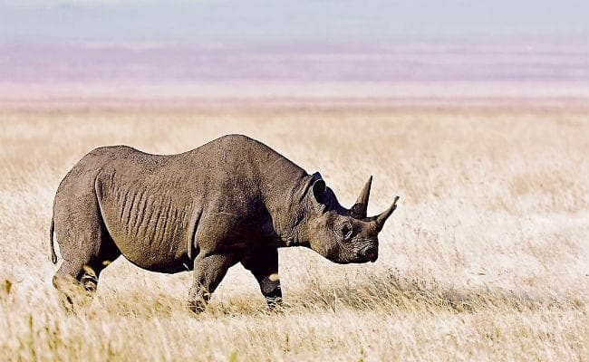 वियतनाम से पटना चिड़ियाघर आयेगा दो सींगों वाला गैंडा