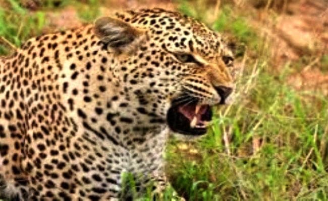 झारखंड में तेंदुए के हमले में बुजुर्ग महिला की मौत, पांच अन्‍य गंभीर रूप से घायल