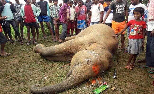 झारखंड में फिर एक हाथी की मौत, बेड़ो के हरिहरपुर जामडोली पंचायत में सड़क किनारे मिला शव