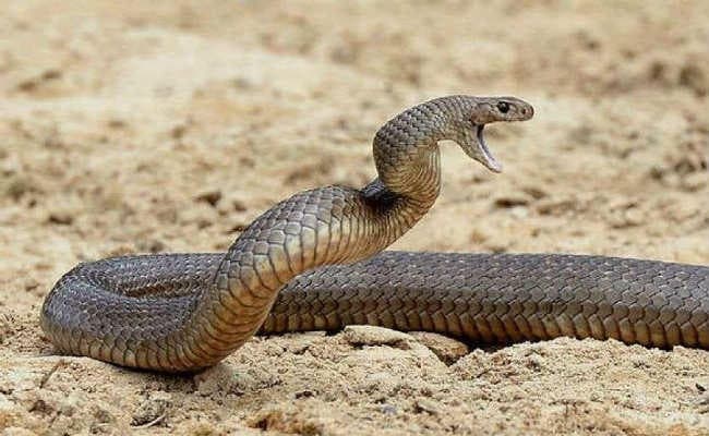 सदर अस्पताल परिसर में अंधविश्वास का चला खेल, सर्पदंश से मृत महिला को जिंदा करने की घंटों होती रही जद्दोजहद