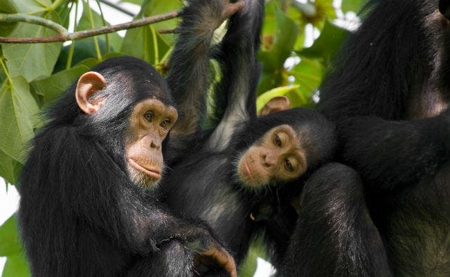 ED ने पहली बार तस्‍करों के पास से चिम्पांजी व दक्षिण अमेरिकी बंदरों को किया जब्त