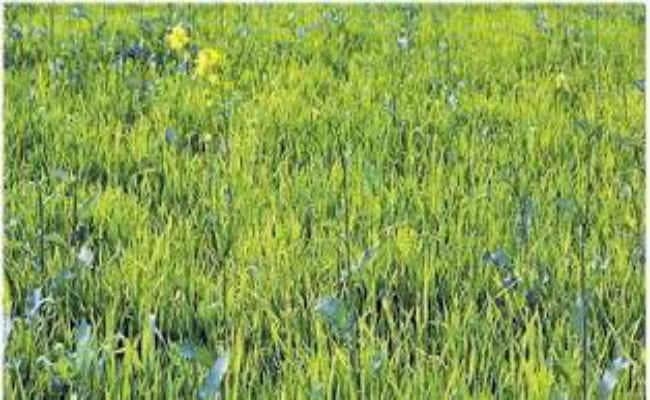 दलहन, तेलहन, धान व गेहूं के उत्पादन में नहीं हुई वृद्धि, नहीं पूरा हुआ वादा, घट गया उत्पादन