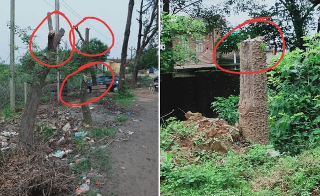 बिजली का नया तार लगाने के नाम पर संवेदक ने बिना अनुमति काट डाले एक दर्जन से भी ज्यादा पेड़