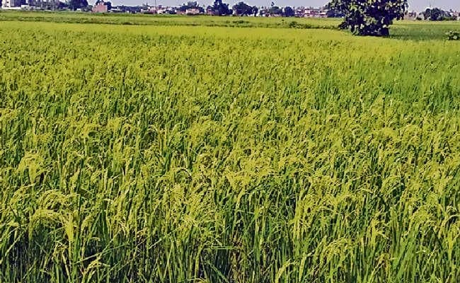 पटना : आठ जिलों के 40 गांव जलवायु अनुकूल खेती को बनेंगे मॉडल