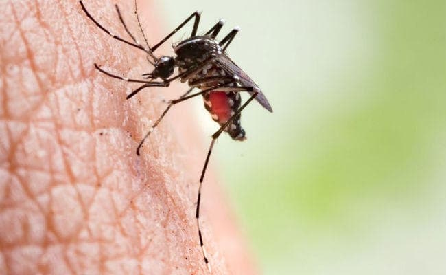 42 डेंगू पॉजिटिव, 30 पटना के