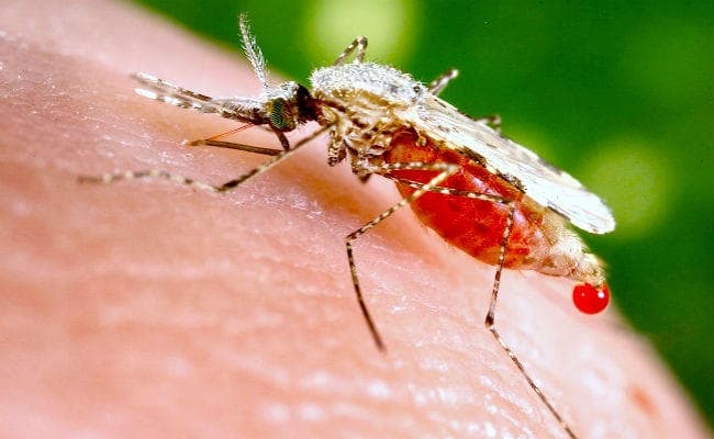 मच्छर हैं मानव के सबसे बड़े हत्यारे, प्रतिवर्ष होती हैं करीब 20 लाख मौत