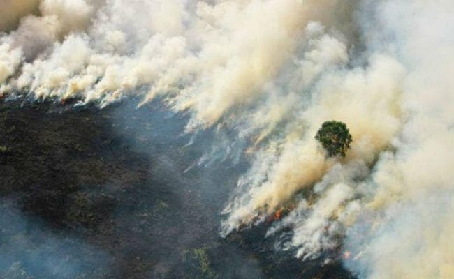 इंडोनिशिया : जंगल की आग ने एक करोड़ बच्चों को जोखिम में डाला, सांस की बीमारी का बढ़ा खतरा