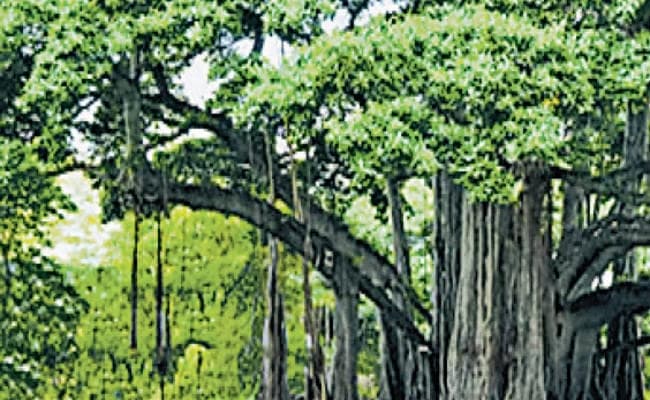 पटना : जल-जीवन और हरियाली की मॉनीटरिंग के लिए बनेगा अलग मिशन