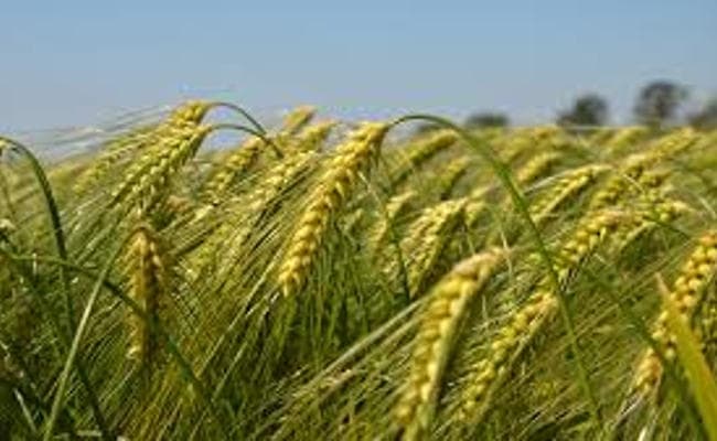 Research : सूखे के कारण वर्ष 2100 तक गेहूं का 60 प्रतिशत उत्पादन होगा प्रभावित