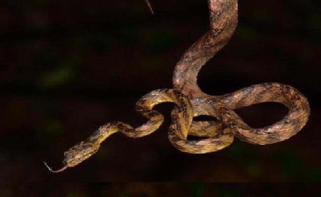 सांप की नयी प्रजाति का नाम उद्धव ठाकरे के छोटे बेटे के नाम से रखा गया