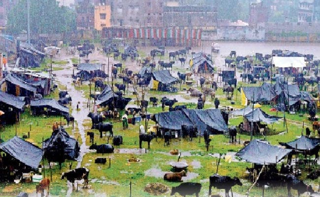 कोसी व पूर्व बिहार में बाढ़ का कहर जारी, मची तबाही, आज भी भारी बारिश की संभावना, स्कूल बंद