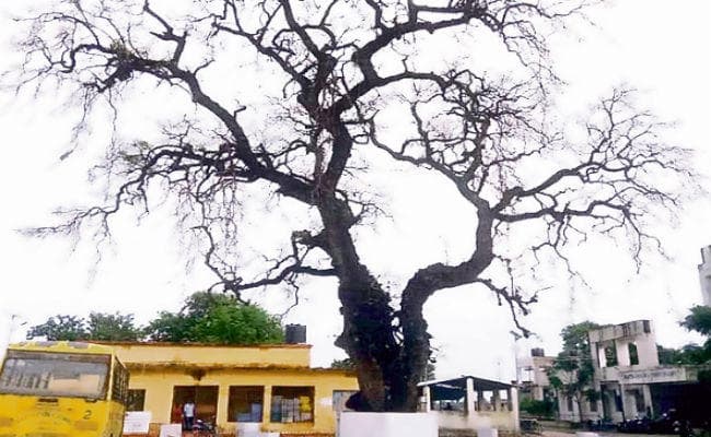 चंपारण सत्याग्रह का साक्षी नीम का पेड़ सूखने के कगार पर