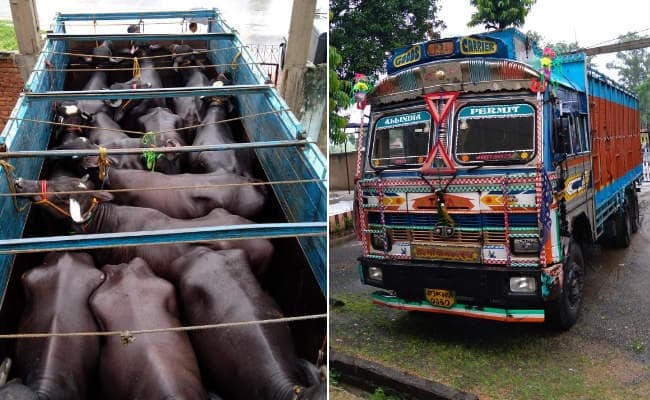 बरकट्ठा : गोरहर पुलिस ने अवैध मवेशी लदे दो ट्रकों को किया जब्त, 47 पशु बरामद