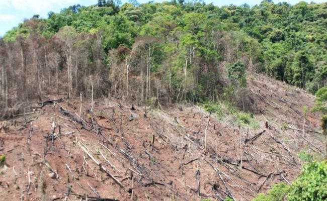 फॉरेस्ट सर्वे ऑफ इंडिया देहरादून की रिपोर्ट जारी, कोडरमा, साहेबगंज व सिमडेगा में घटे जंगल