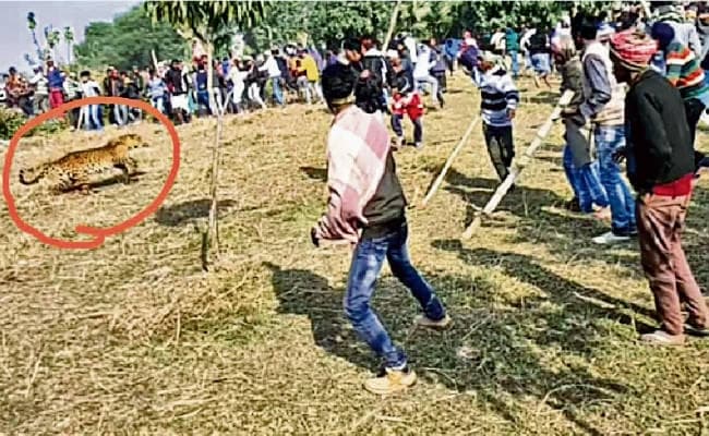 पतना में घुसा तेंदुआ, आठ को किया जख्मी