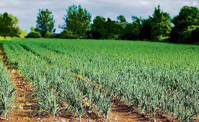 जैविक खेती के लिए अब बिहार देगा मान्यता