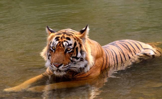 छह साल की सजा के बाद आजाद हुआ 10 साल का ‘शरारती” बंगाल टाइगर