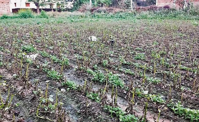 हजारीबाग : किसानों पर मौसम की मार, 8000 एकड़ में लगी आलू की फसल बर्बाद