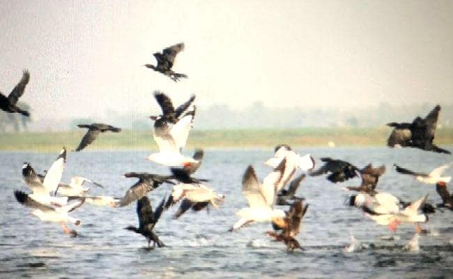 बड़कागांव : सात समंदर पार से आने वाले साइबेरियन पक्षियों से आकर्षण का केंद्र बना जलाशय