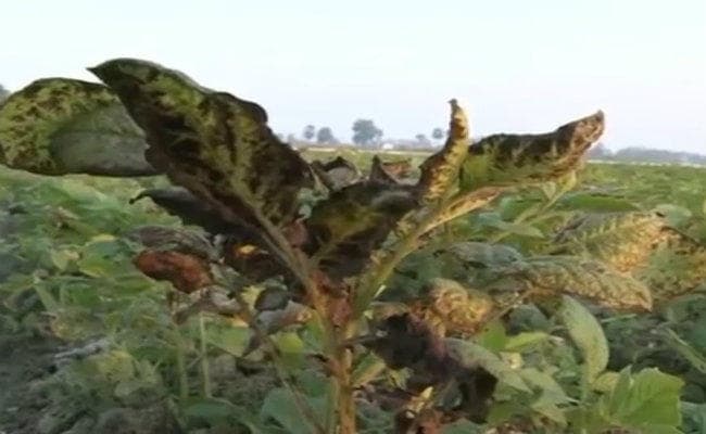 रामगढ़ जिले के मांडू प्रखंड में किसानों का 388 हेक्टेयर में लगा आलू बर्बाद, पांच करोड़ की क्षति का अनुमान