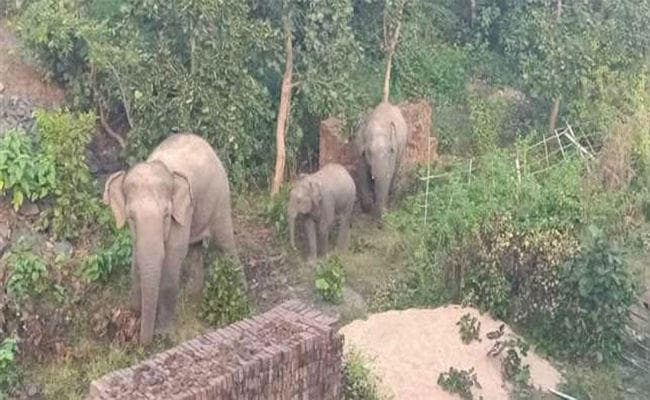 बड़कागांव में 18 दिनों से हाथियों का आतंक जारी, दो किसानों के घर को किया ध्वस्त