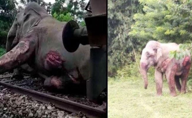 ट्रेन के धक्के से हाथी के बच्चे की मौत