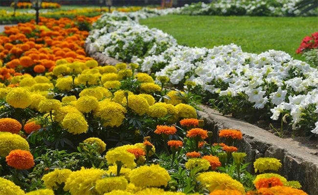 हॉर्टिकल्चर गार्डेन में फ्लावर शो