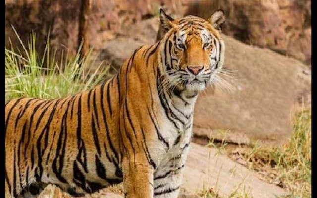 बंगाल से बाघ पहुंचा झारखंड, आतंक